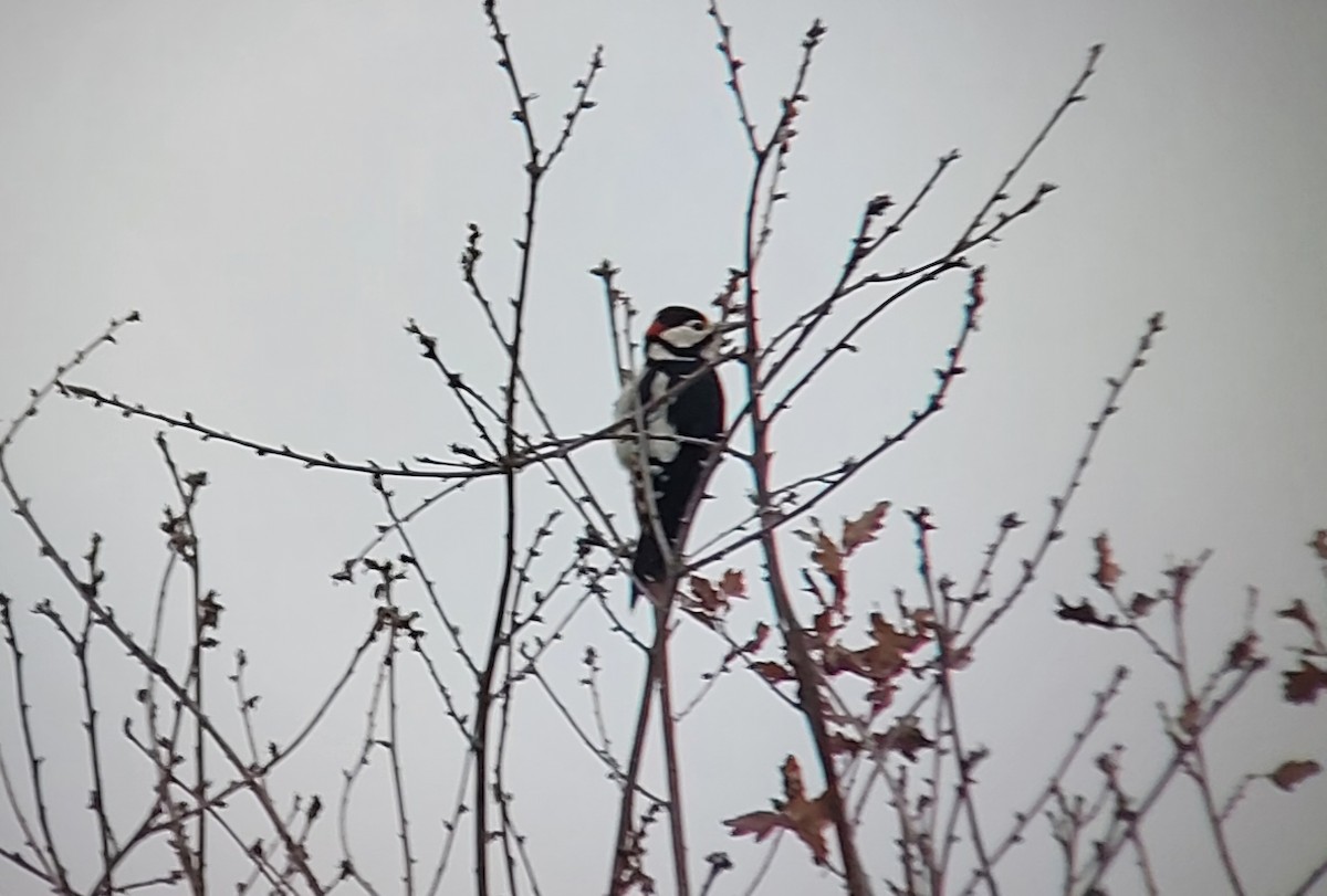 Great Spotted Woodpecker - ML643774458