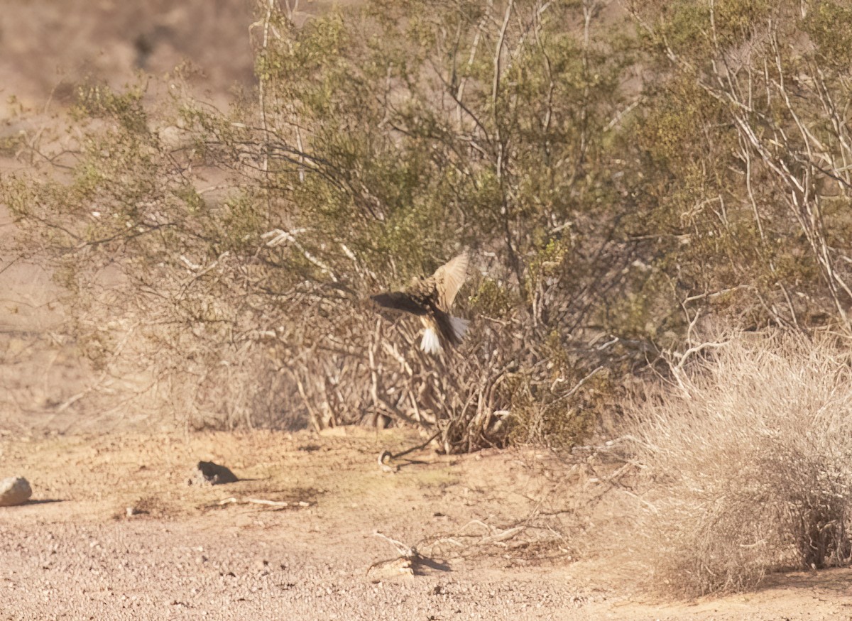 Pradero Chihuahuense - ML643774463