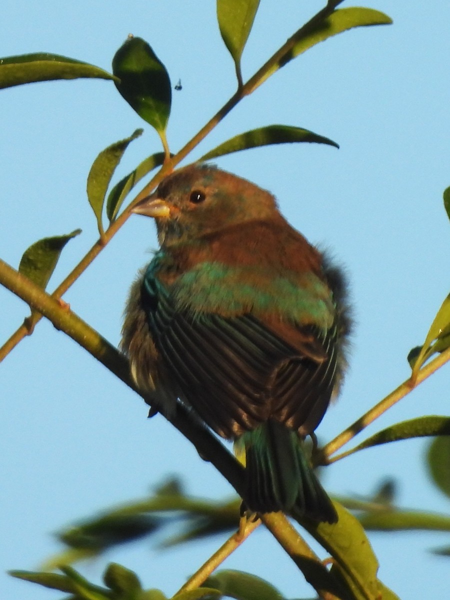 Indigo Bunting - ML643774467