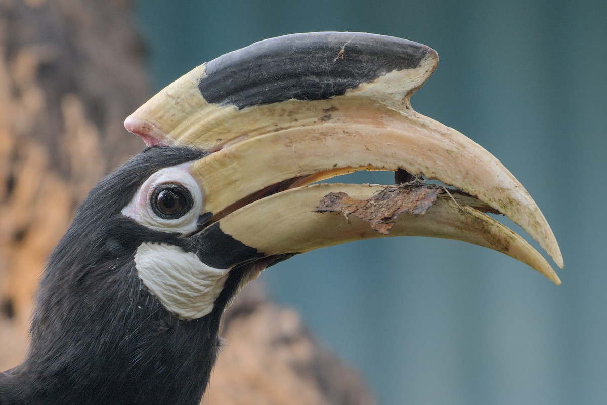 Malabar Pied-Hornbill - ML643774471