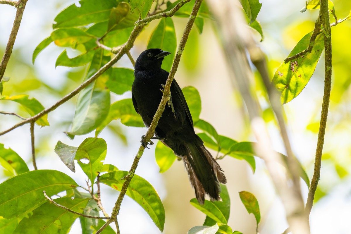 Velvet-fronted Grackle - ML643774480
