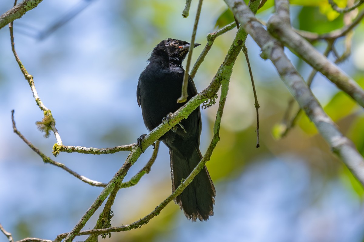 Velvet-fronted Grackle - ML643774481