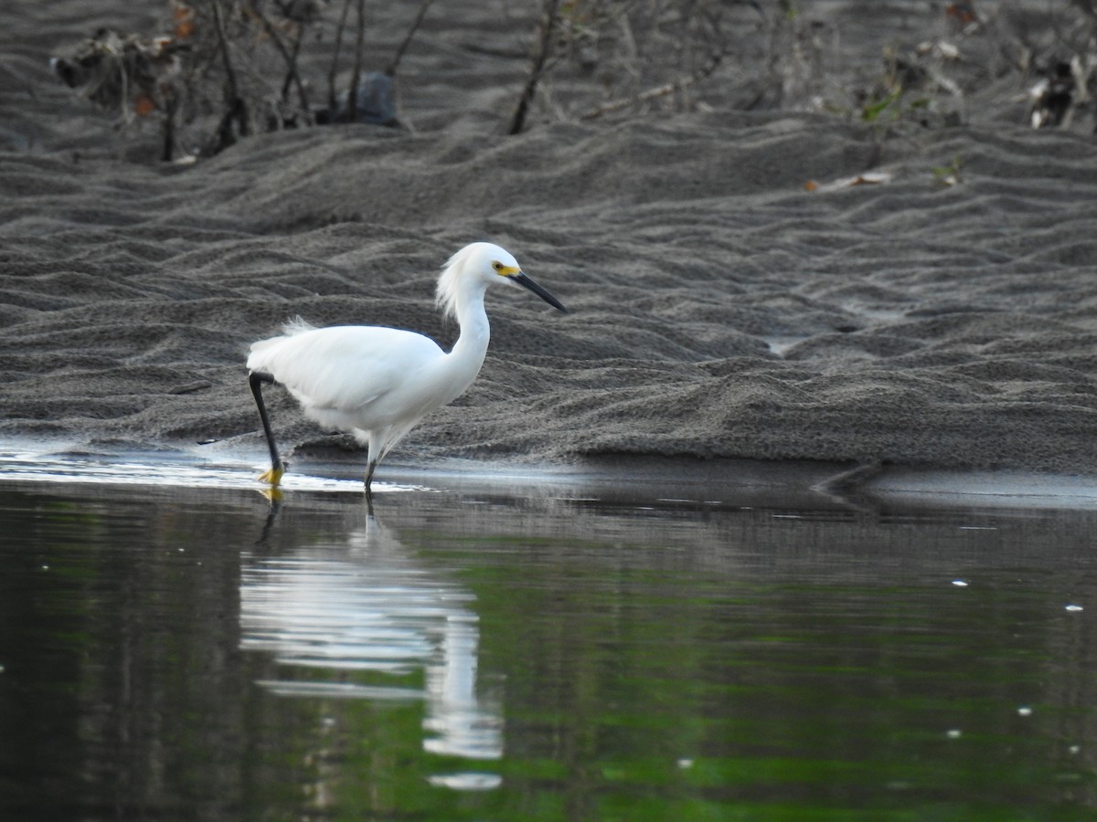 Snowy Egret - ML643774498