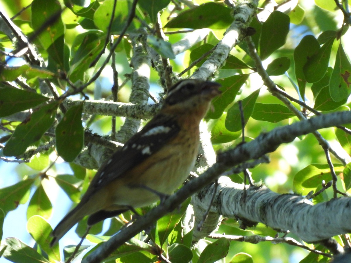 Rose-breasted Grosbeak - ML643774499