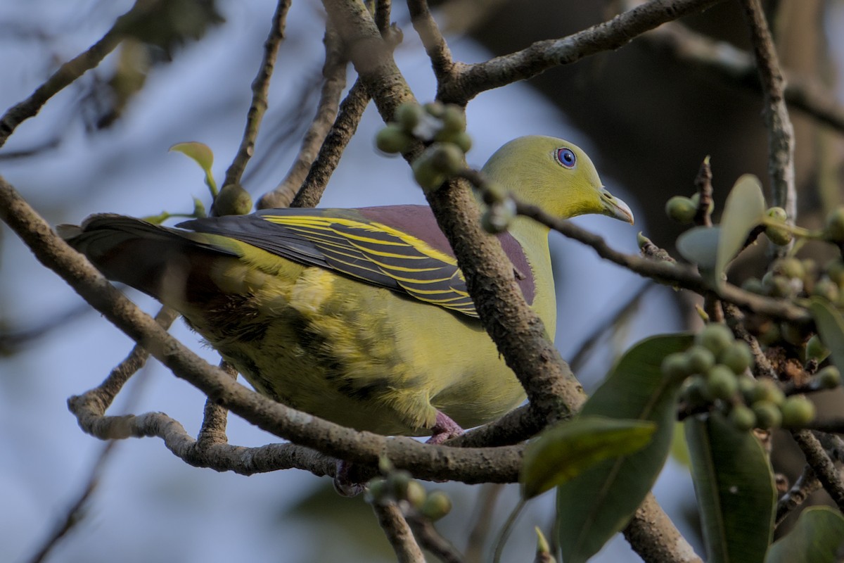 Gray-fronted Green-Pigeon - ML643774501