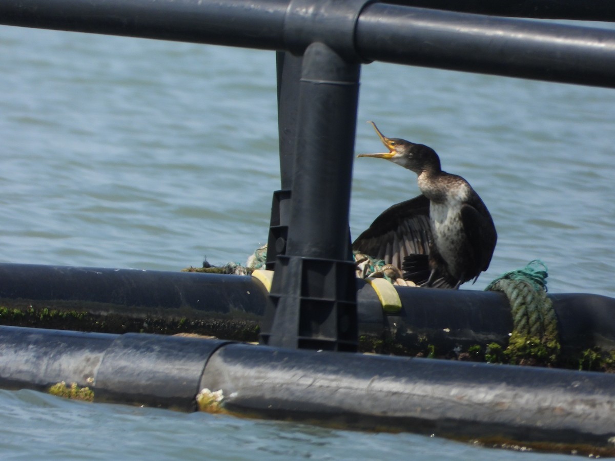 Japanese Cormorant - ML643774509