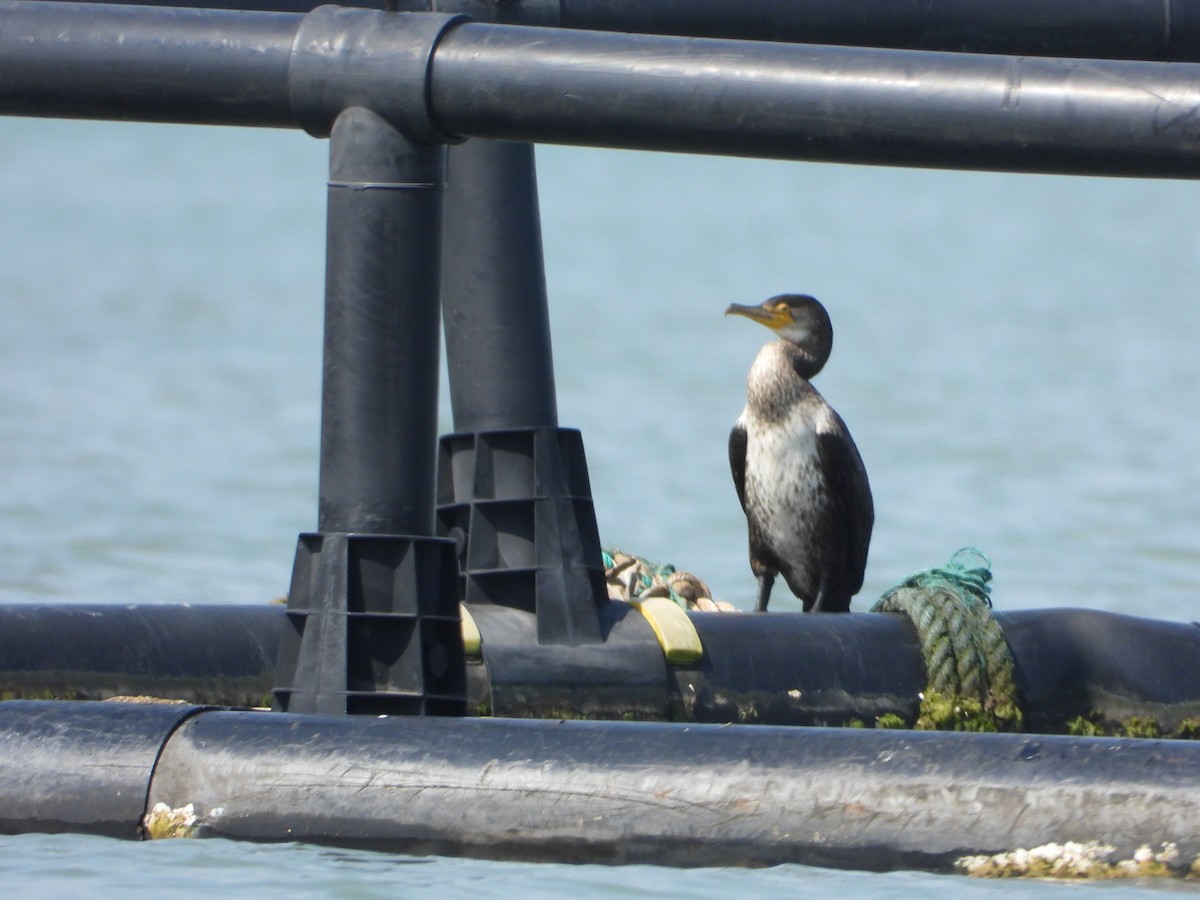 Japanese Cormorant - ML643774510