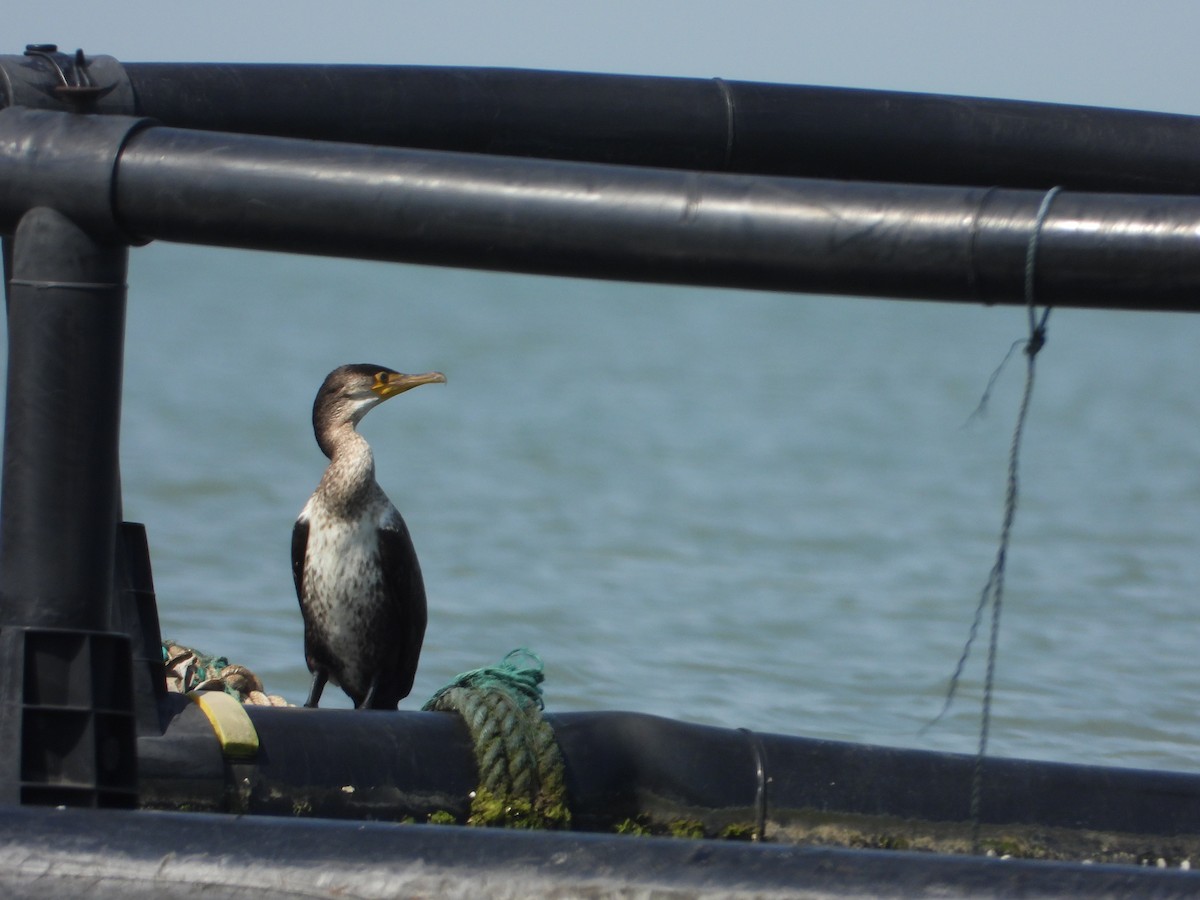 Japanese Cormorant - ML643774511