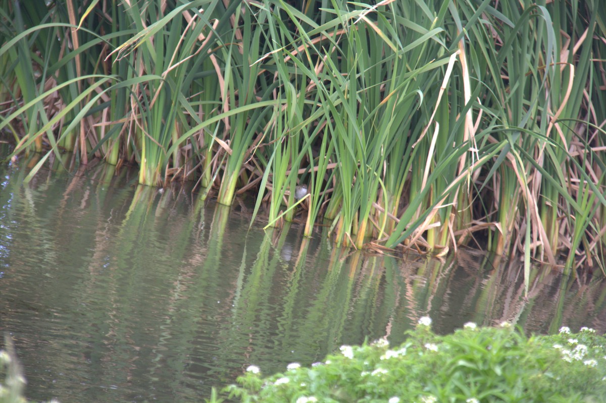 Lesser Swamp Warbler - ML643774515