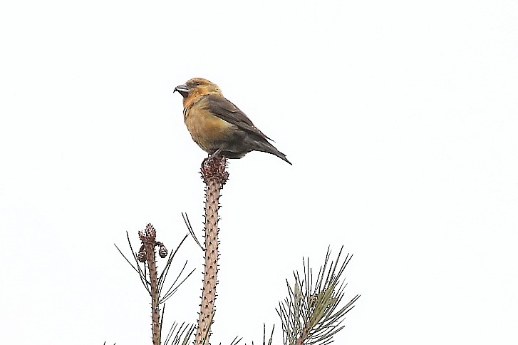 Scottish Crossbill - ML643774529