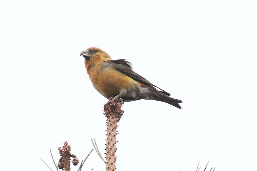 Scottish Crossbill - ML643774532