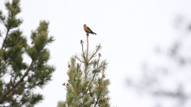 Scottish Crossbill - ML643774537