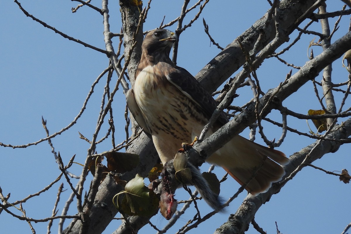 Red-tailed Hawk - ML643774542