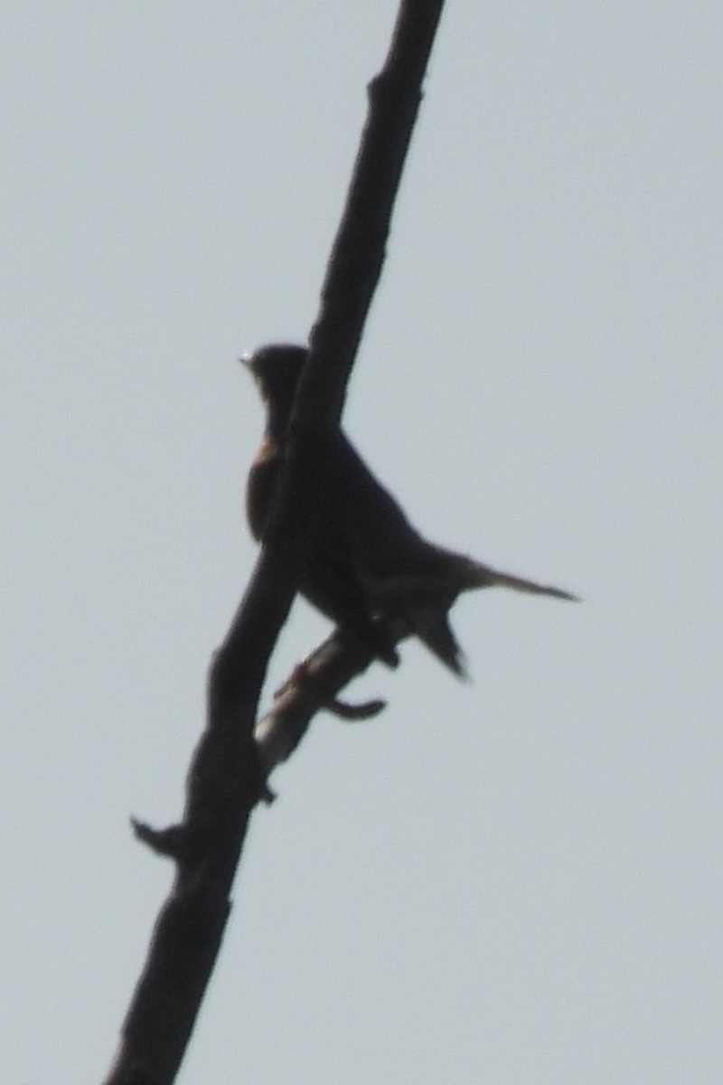 American Robin - ML643774547