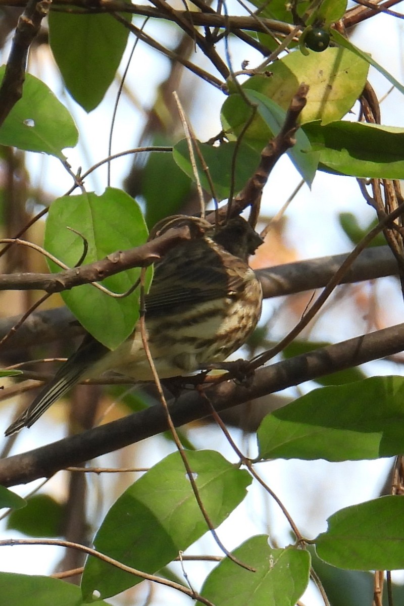 Purple Finch - ML643774551