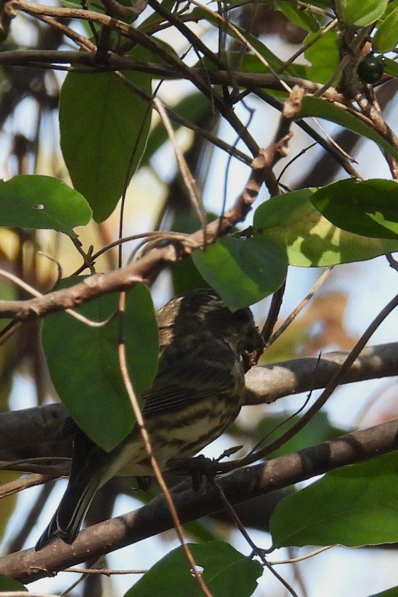 Purple Finch - ML643774552