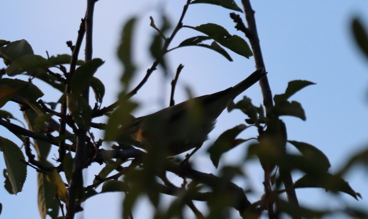 Willow Warbler - ML643774553