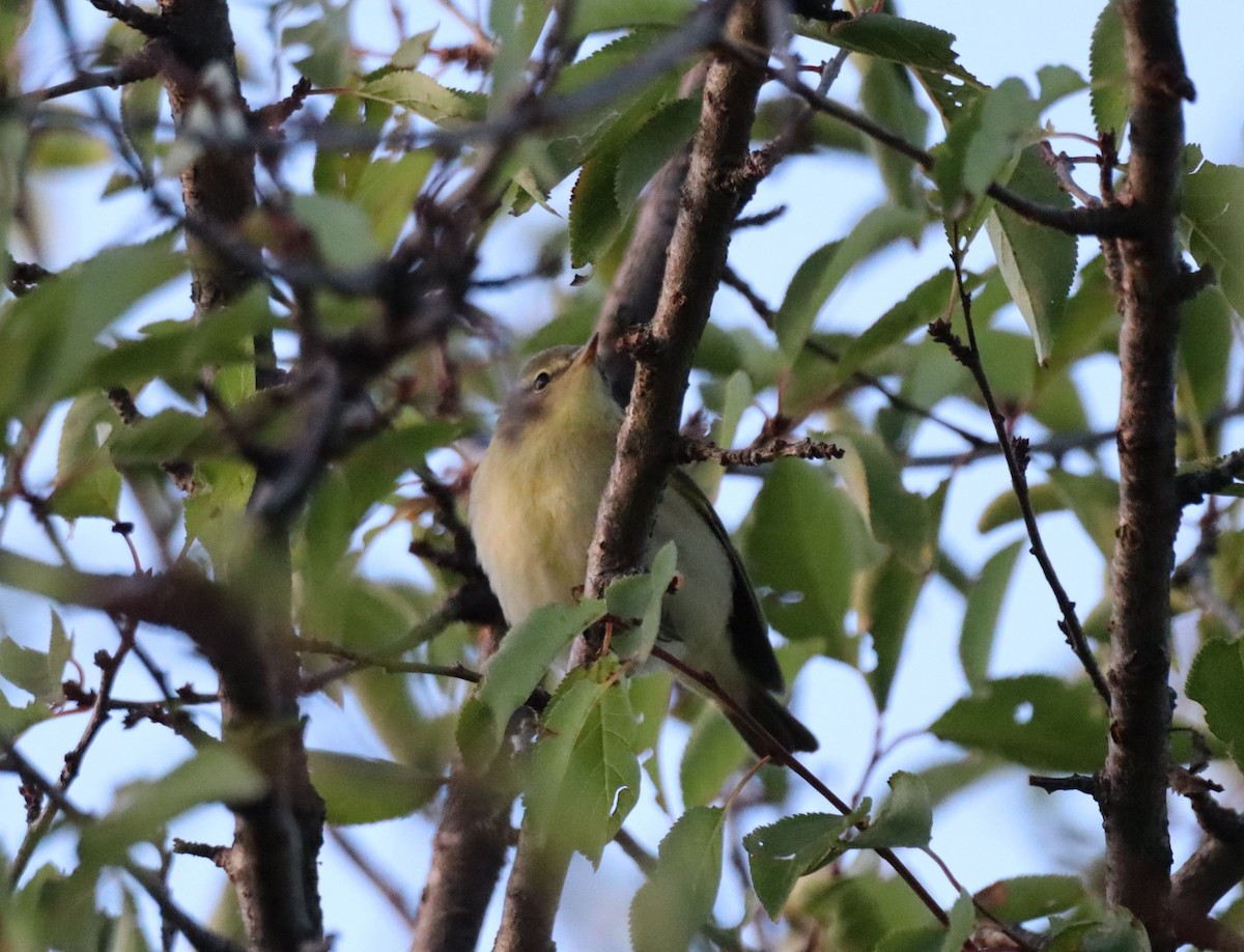 Willow Warbler - ML643774554