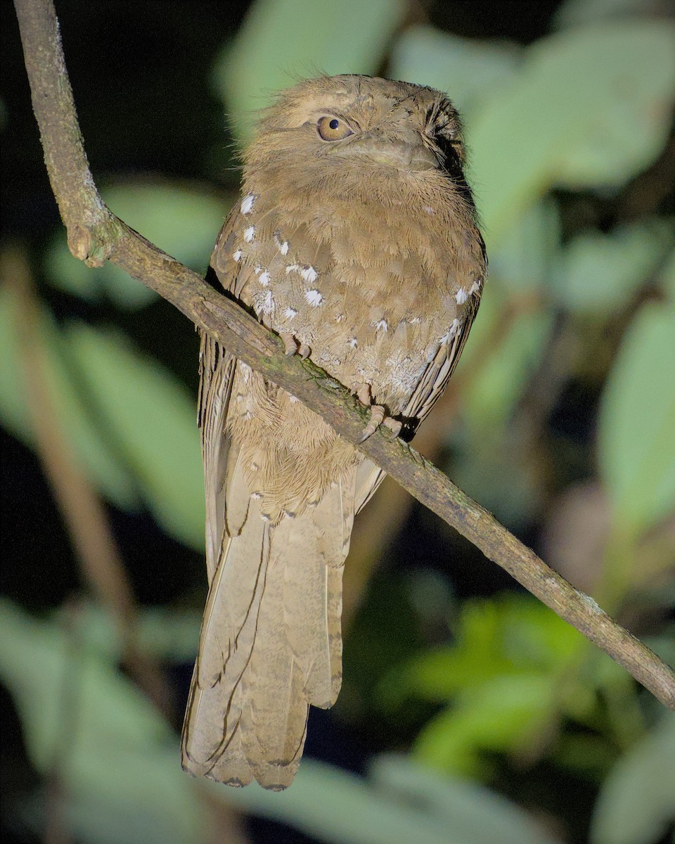 Sri Lanka Frogmouth - ML643774556