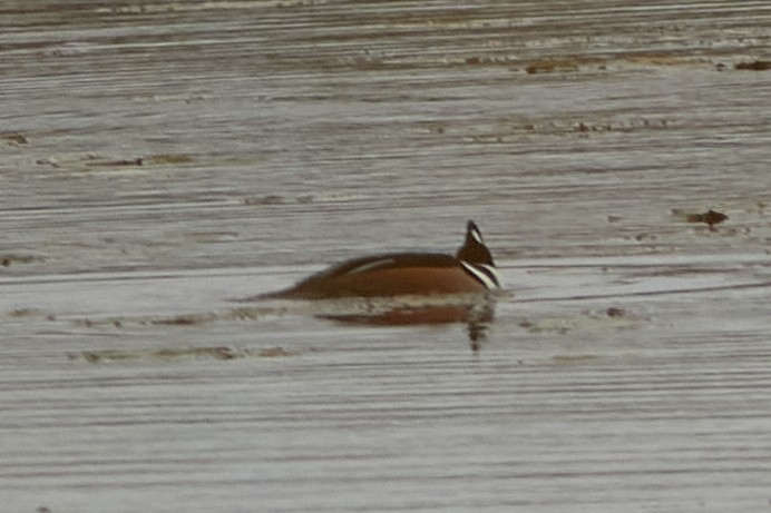 Hooded Merganser - ML643774557