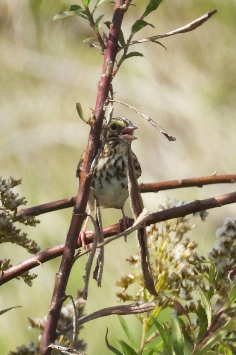 Savannah Sparrow - ML643774559