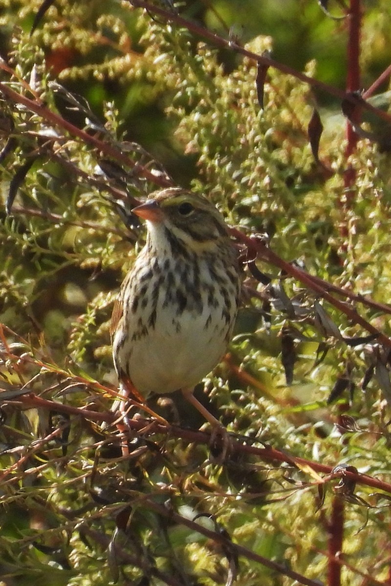 Savannah Sparrow - ML643774560