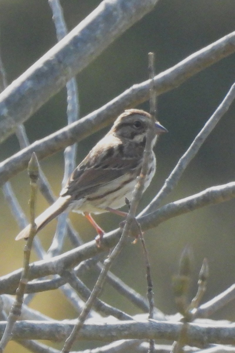 Song Sparrow - ML643774569