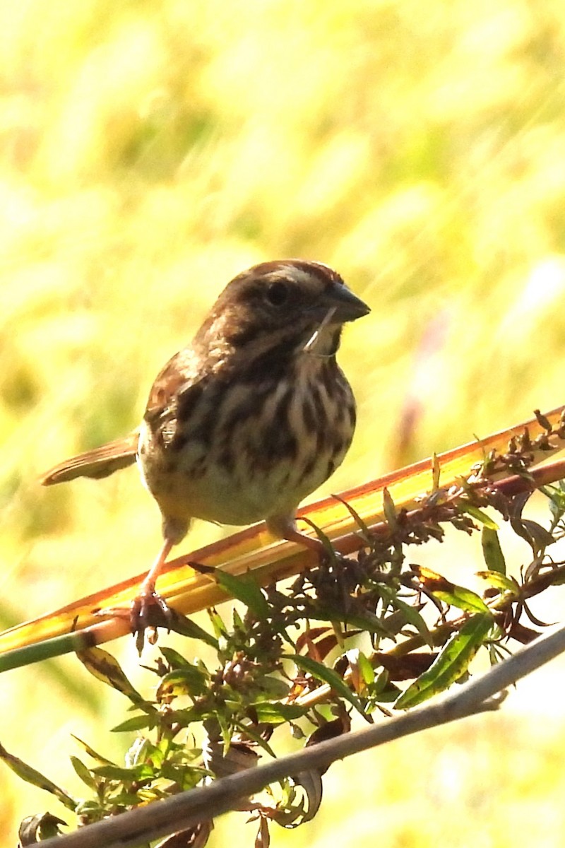 Song Sparrow - ML643774570
