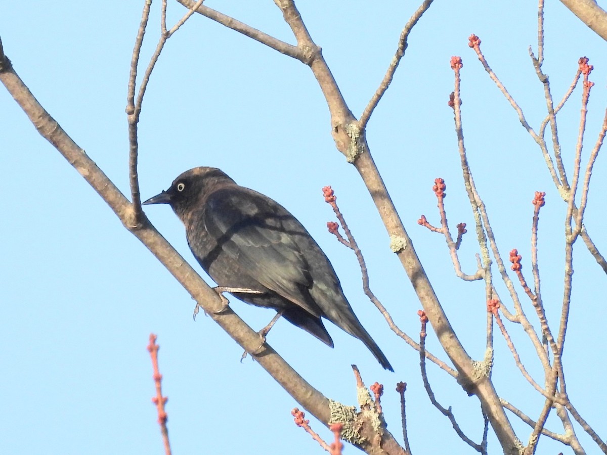 Rusty Blackbird - ML643774620