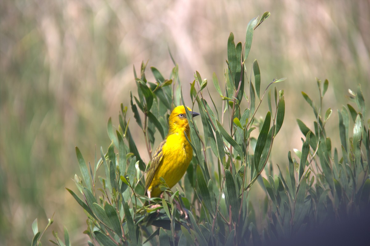 Cape Weaver - ML643774625