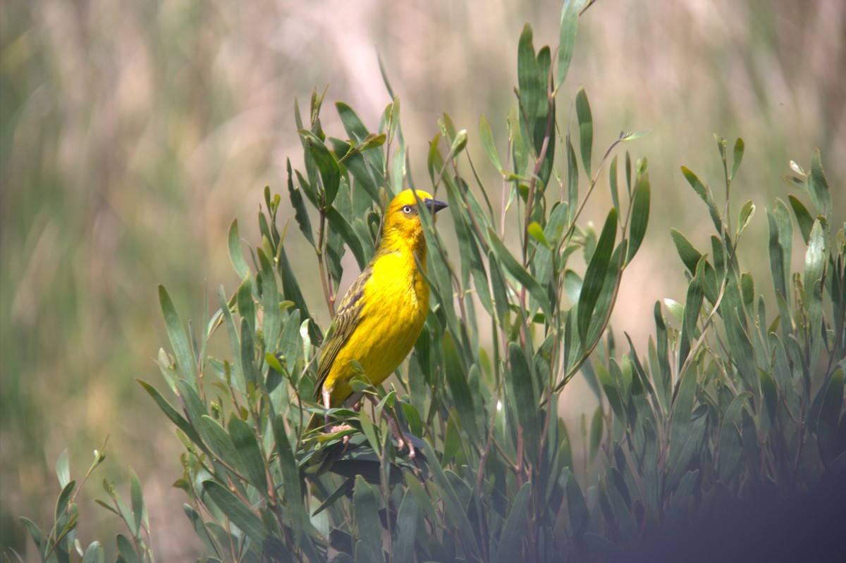 Cape Weaver - ML643774630