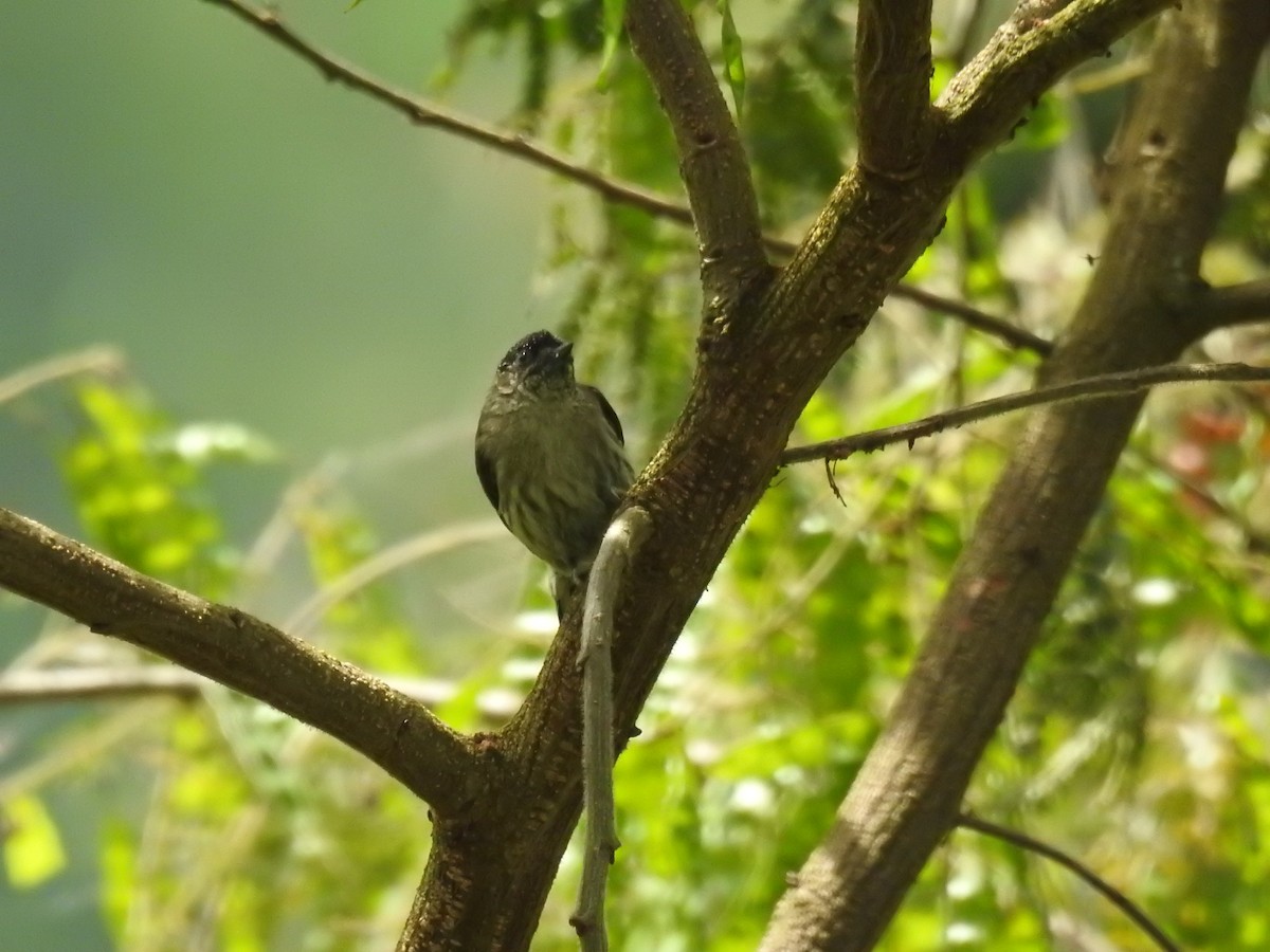 colombiapikulett - ML643774634