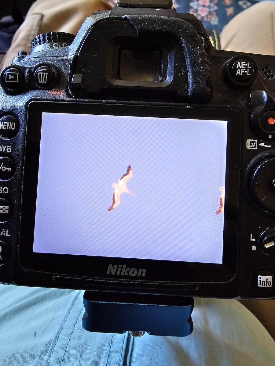 Nashornpelikan - ML643774636