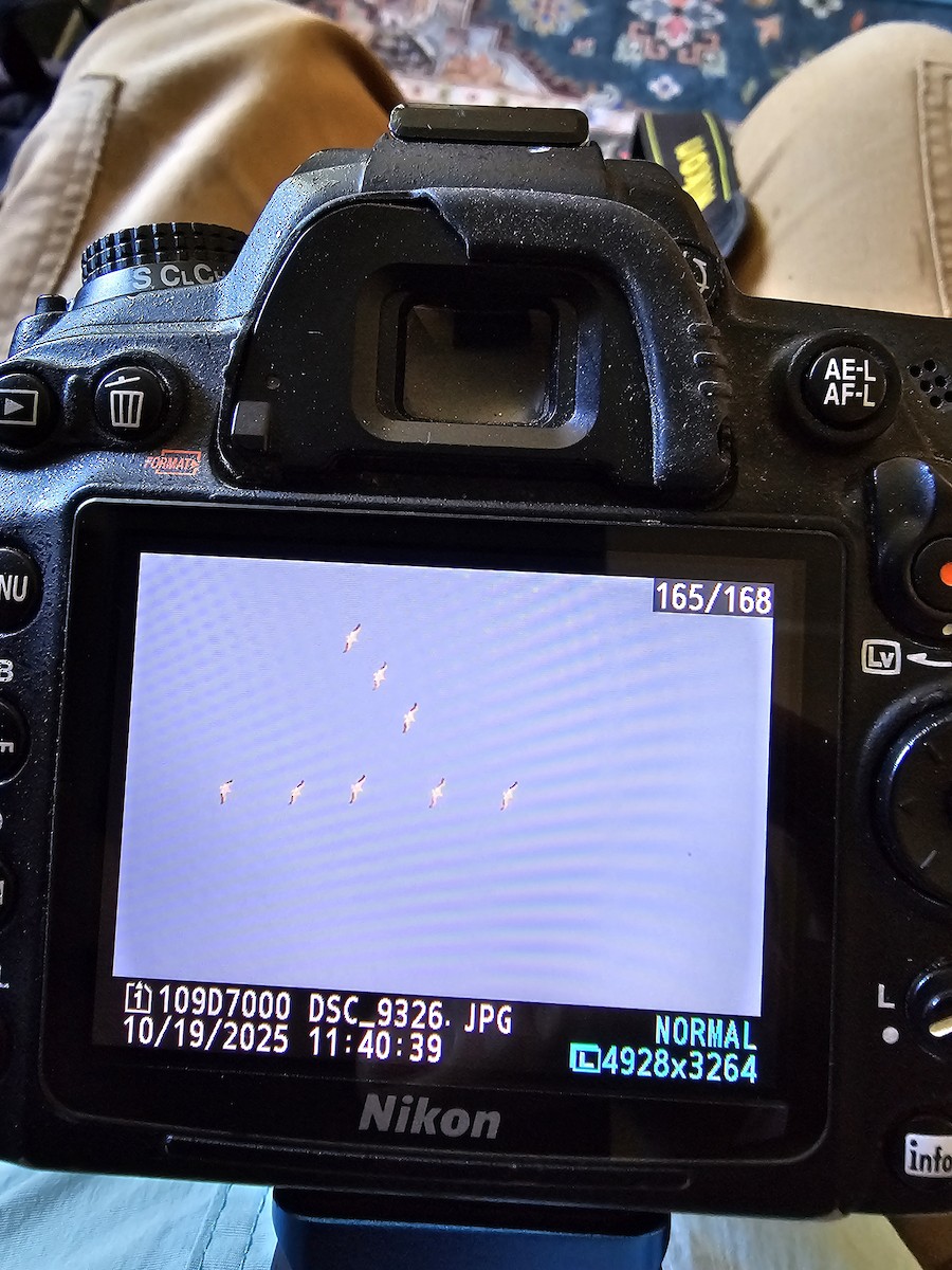 Nashornpelikan - ML643774637