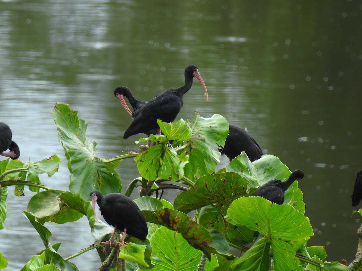 Ibis Afeitado - ML643774643