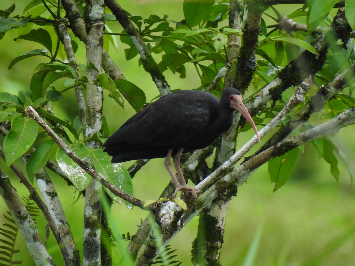 Ibis Afeitado - ML643774650