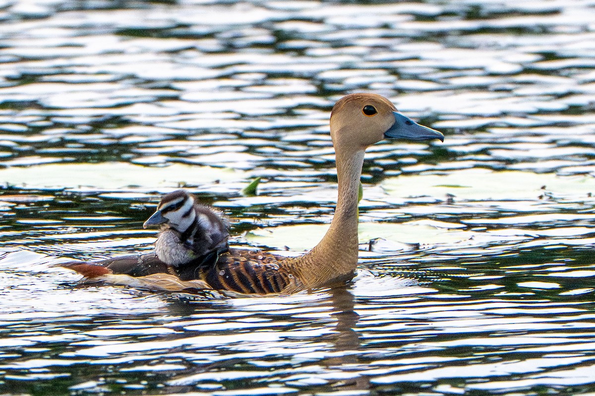 Dendrocygne siffleur - ML643774651
