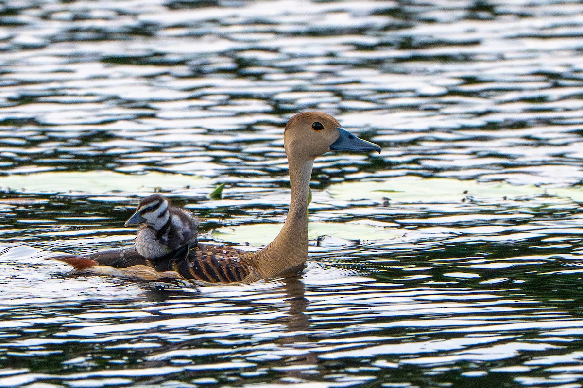 Dendrocygne siffleur - ML643774652