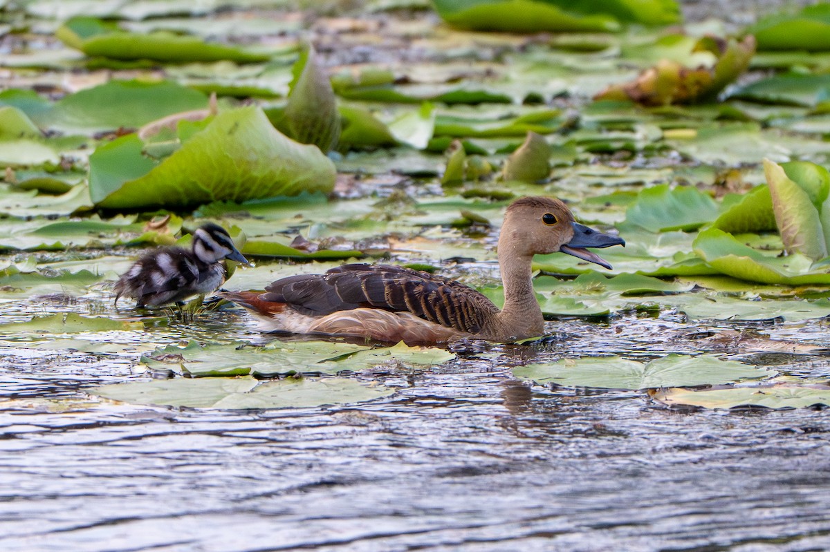 Dendrocygne siffleur - ML643774653