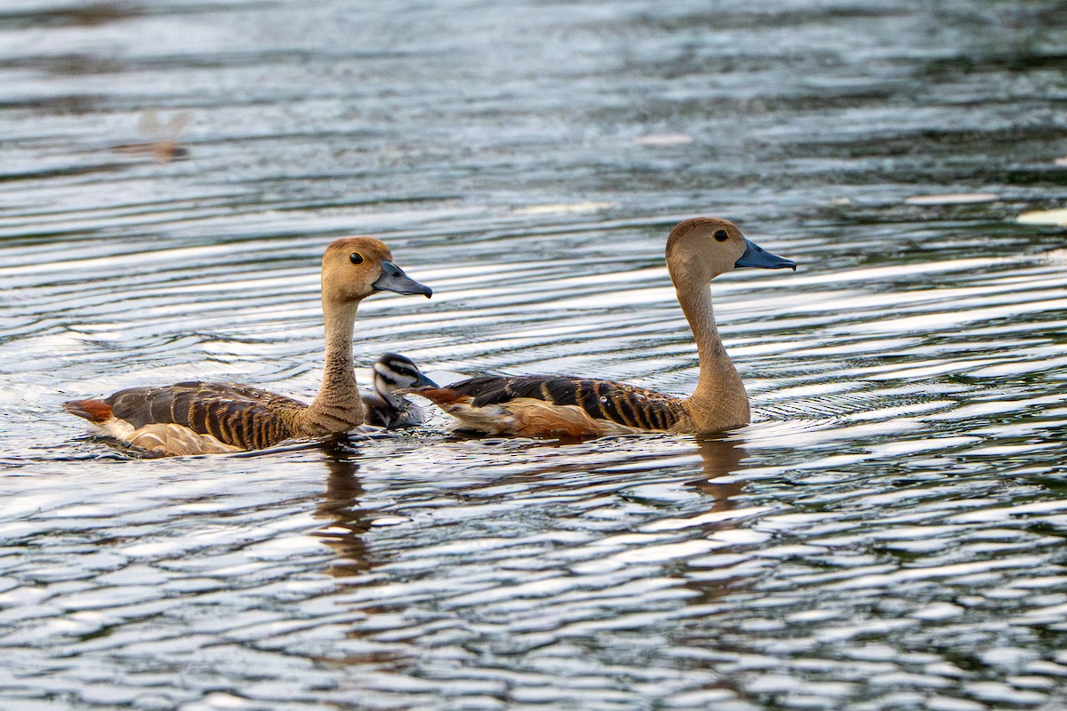 Dendrocygne siffleur - ML643774654