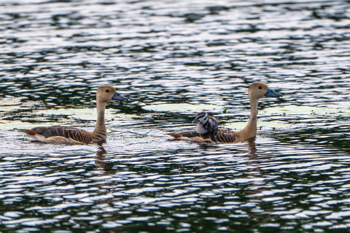 Dendrocygne siffleur - ML643774655