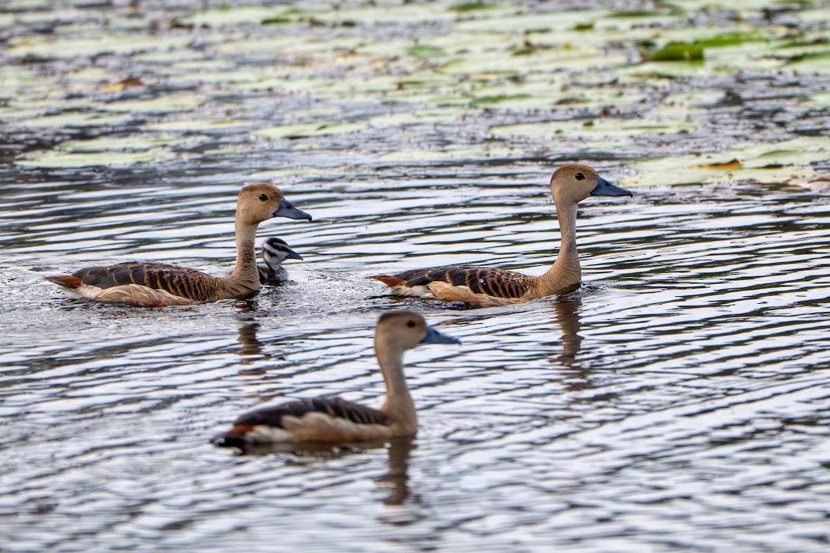 Dendrocygne siffleur - ML643774657