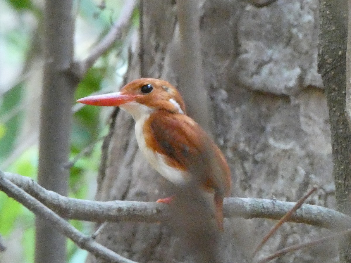 Martin-pêcheur malgache - ML643774660