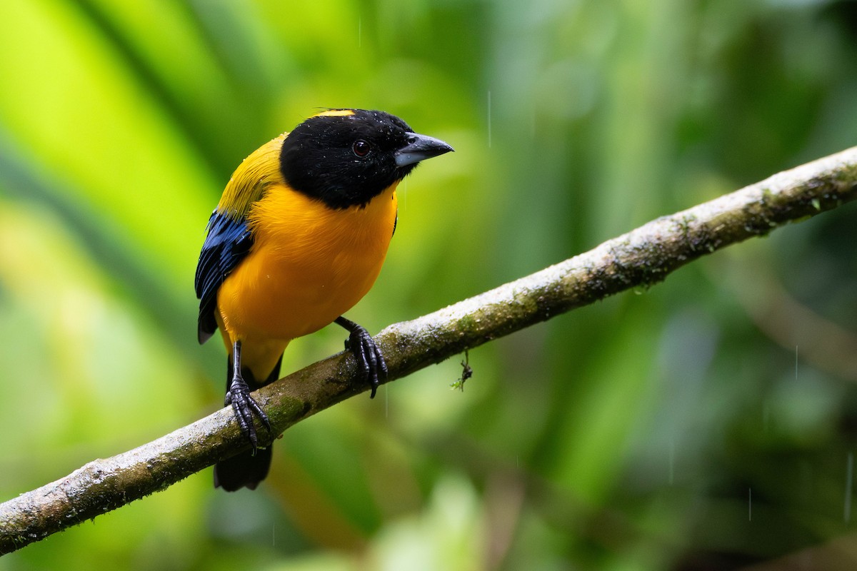 Black-chinned Mountain Tanager - ML643774670