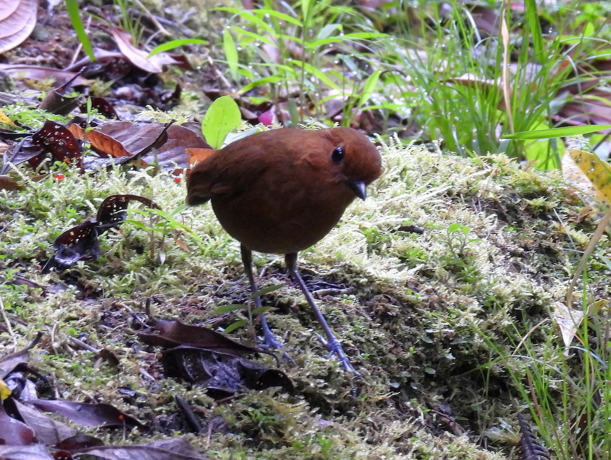 Chestnut Antpitta - ML643774702
