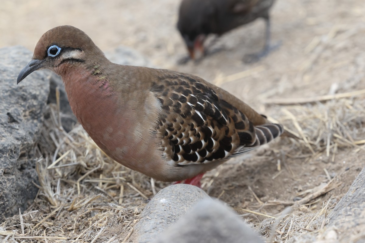 Galapagos Dove - ML643774704