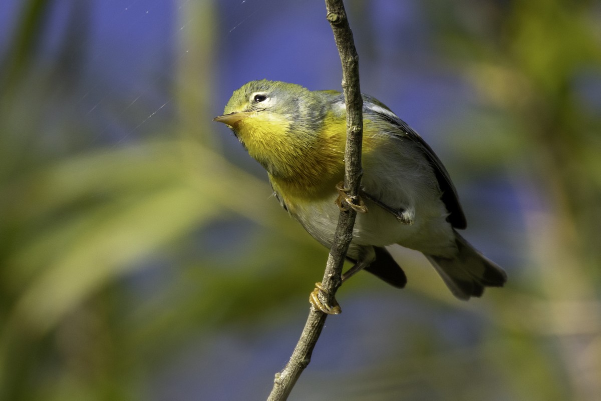 Kuzeyli Parula - ML643774707