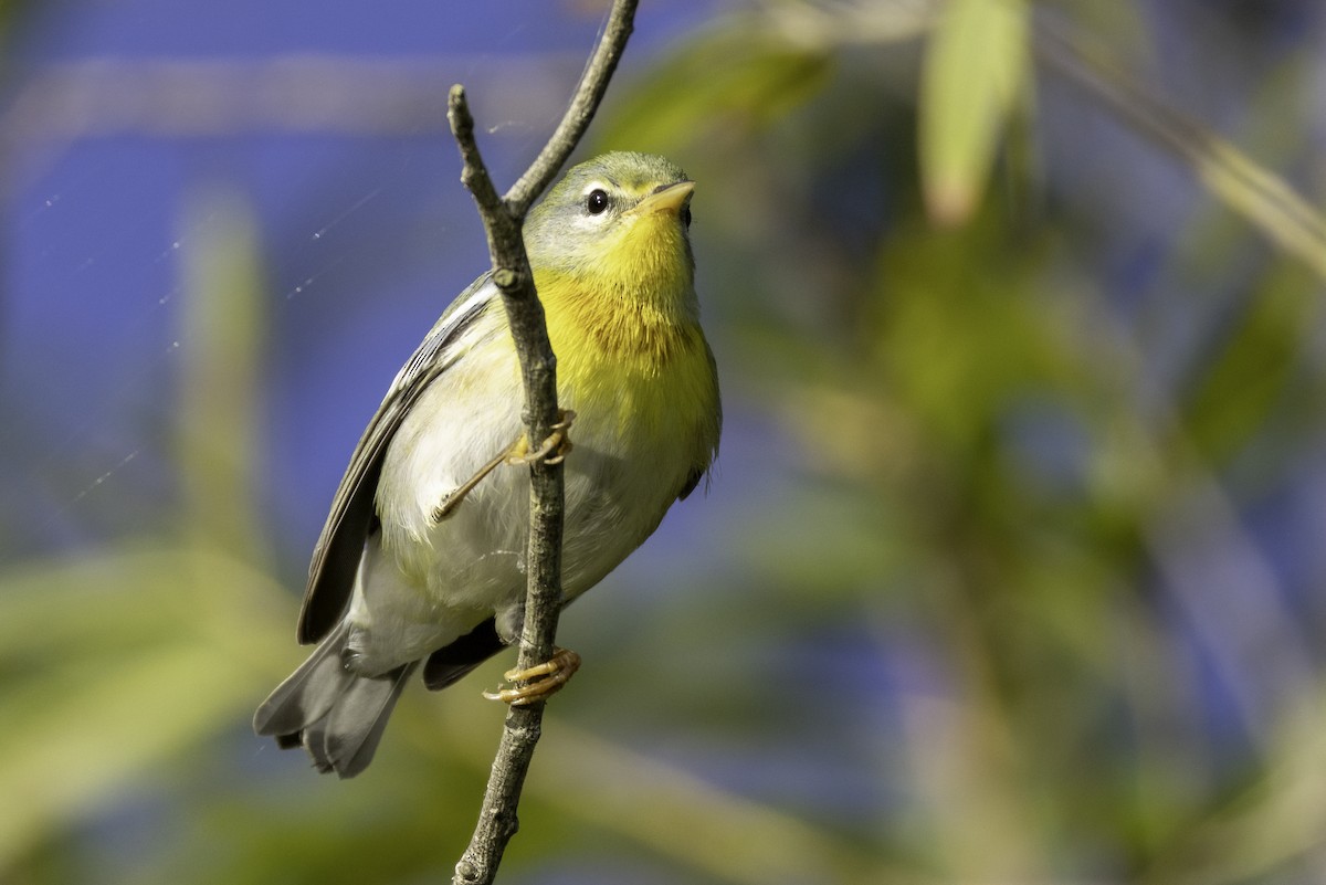Kuzeyli Parula - ML643774708