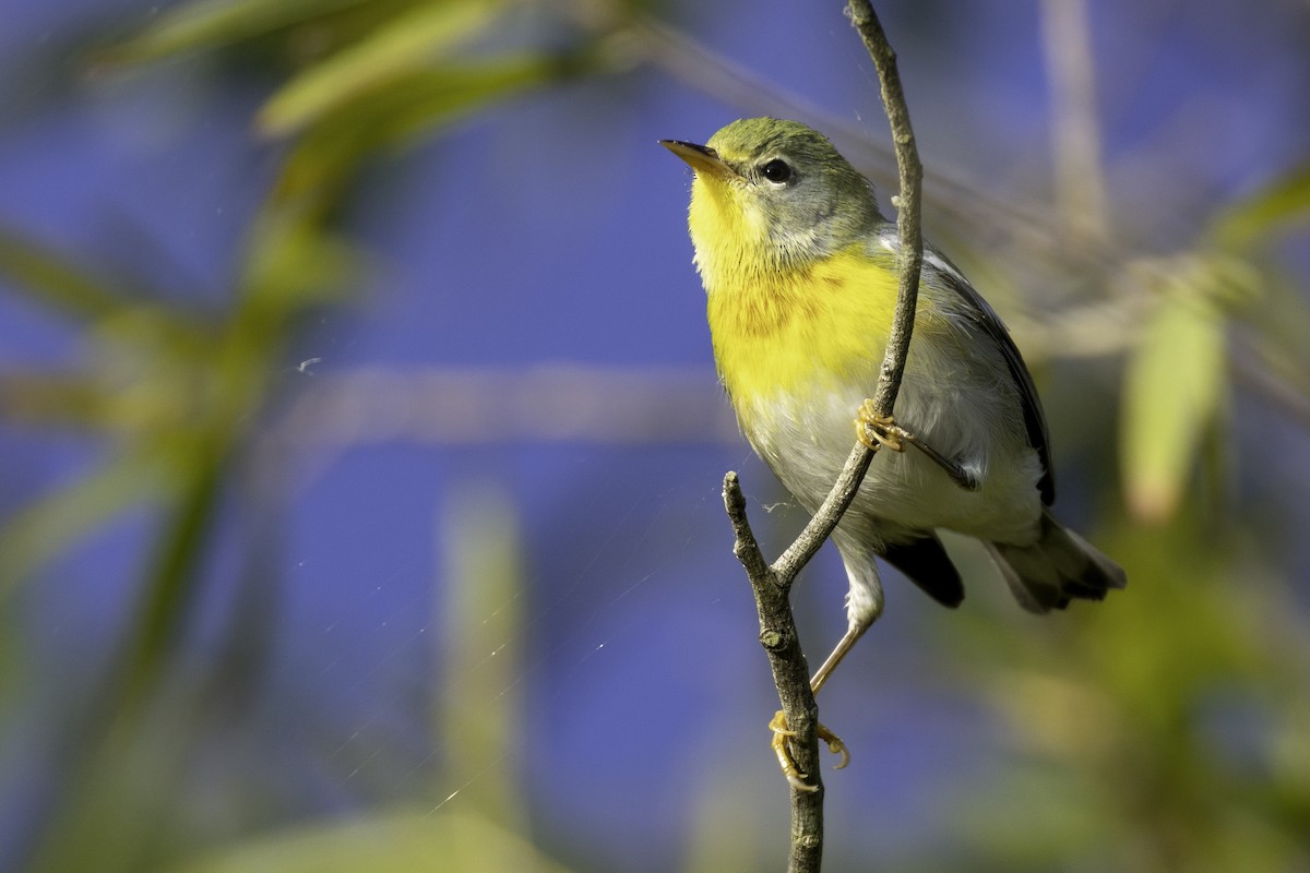 Kuzeyli Parula - ML643774709