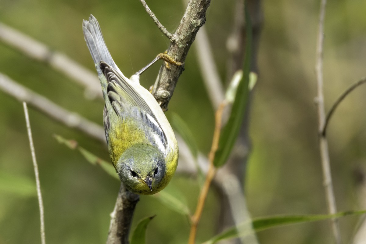 Kuzeyli Parula - ML643774710